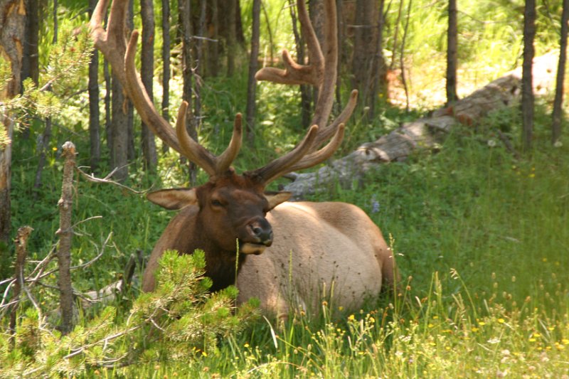 Trip (147).JPG - Elk at Yellowstone National Park Artist Point